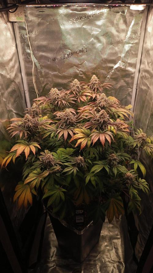 Monster Maker. Week 14