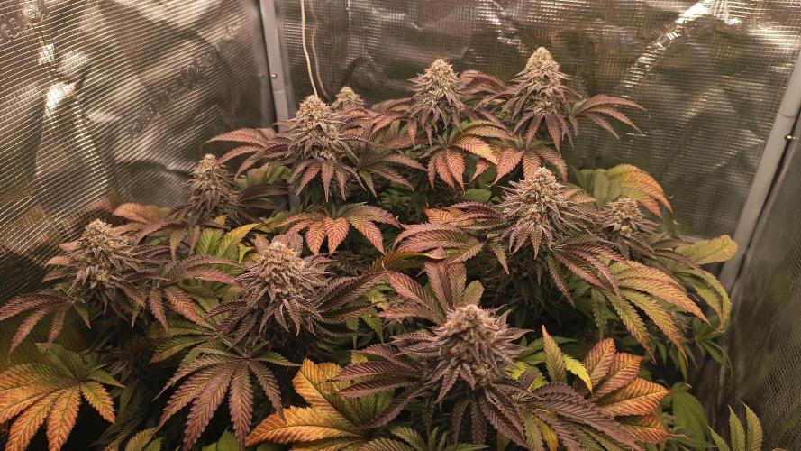 Monster Maker. Week 14