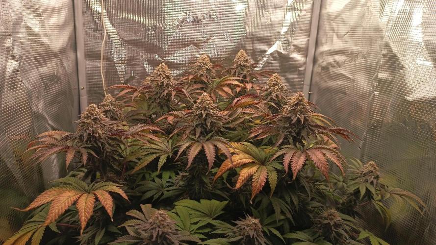Monster Maker. Week 14