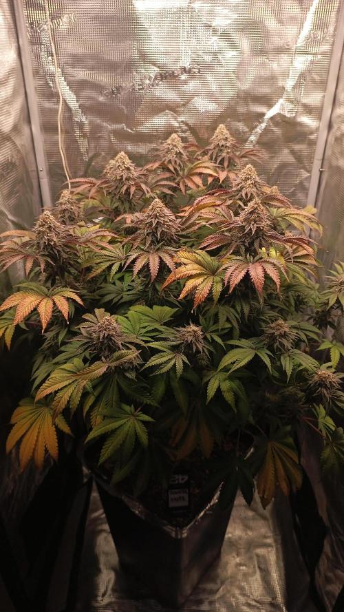 Monster Maker. Week 14