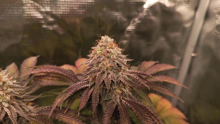 Monster Maker. Week 14