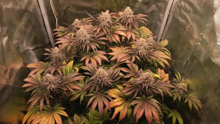 Monster Maker. Week 14