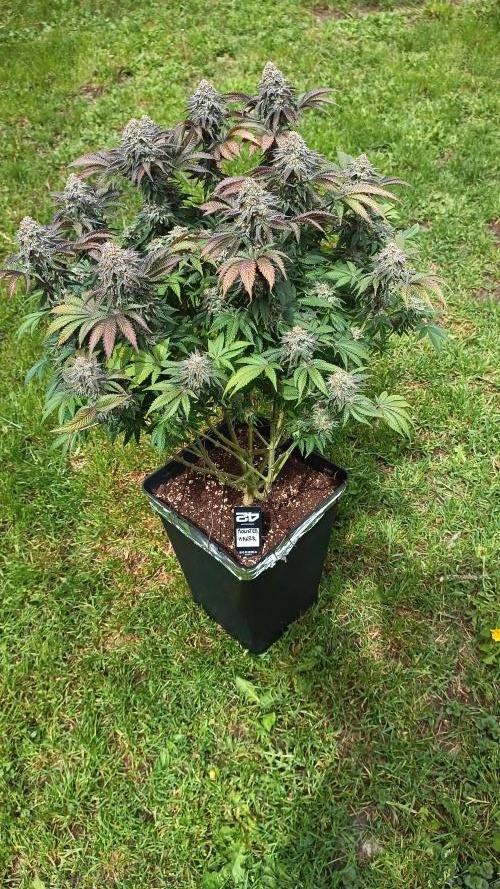 Monster Maker. Week 14