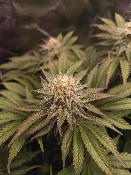 Monster Maker. Week 11