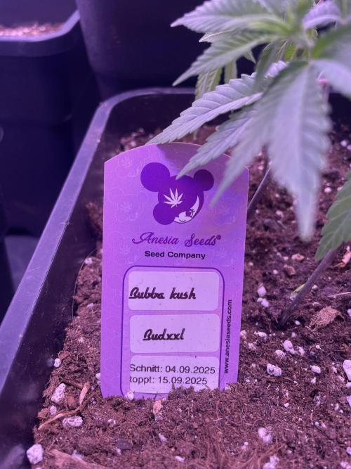 11:11, kimbo kush, 3chems, bubba kush. Week 4 - bubba kush