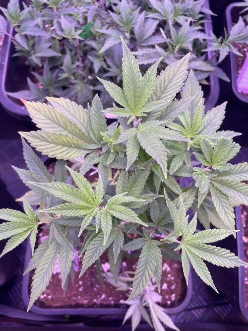 11:11, kimbo kush, 3chems, bubba kush. Week 4 - bubba kush top