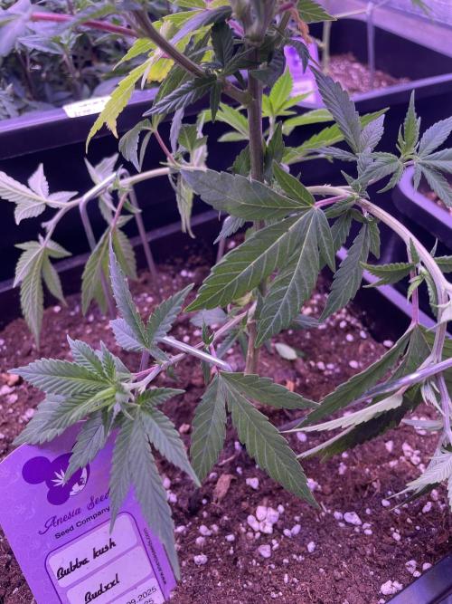 11:11, kimbo kush, 3chems, bubba kush. Week 4 - lst