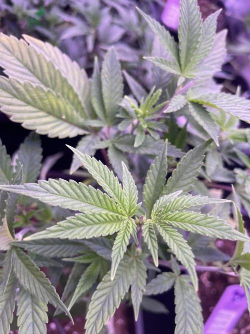 11:11, kimbo kush, 3chems, bubba kush. Week 4