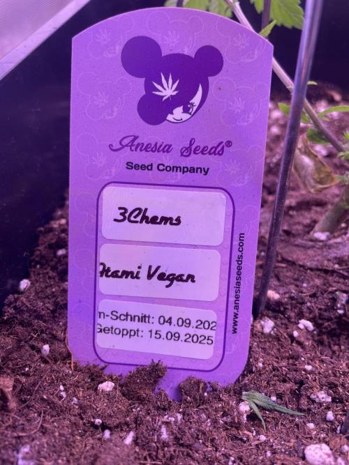 11:11, kimbo kush, 3chems, bubba kush. Week 4 - 3chems