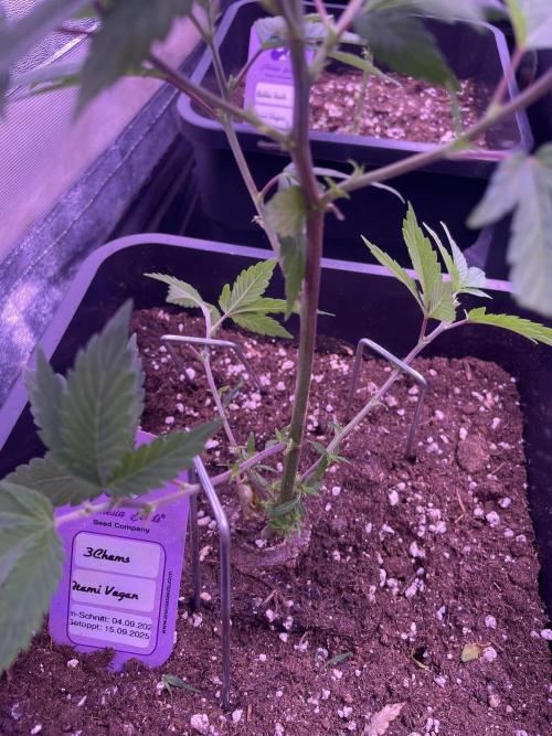 11:11, kimbo kush, 3chems, bubba kush. Week 4 - 3chems