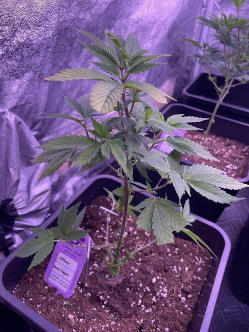 11:11, kimbo kush, 3chems, bubba kush. Week 4 - 3chems