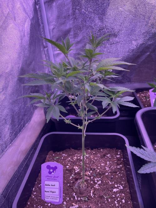 11:11, kimbo kush, 3chems, bubba kush. Week 4 - kimbo kush