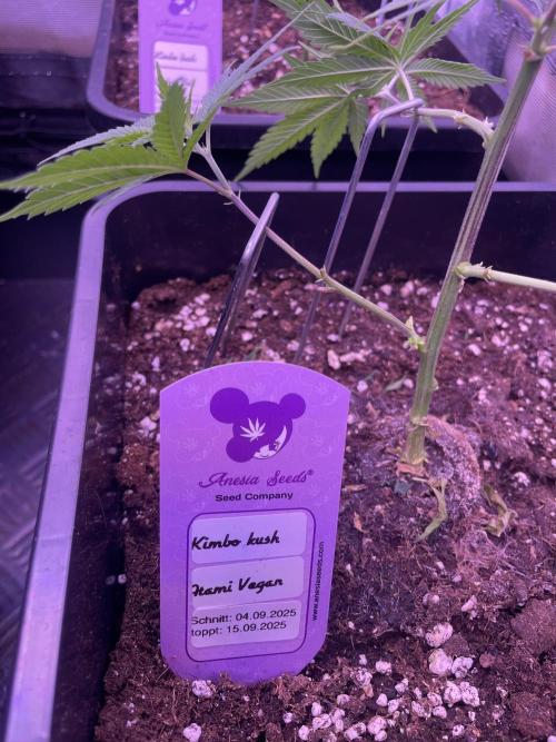 11:11, kimbo kush, 3chems, bubba kush. Week 4 - kimbo kush