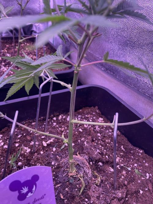 11:11, kimbo kush, 3chems, bubba kush. Week 4 - kimbo kush