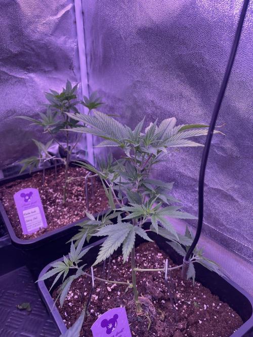 11:11, kimbo kush, 3chems, bubba kush. Week 4 - kimbo kush