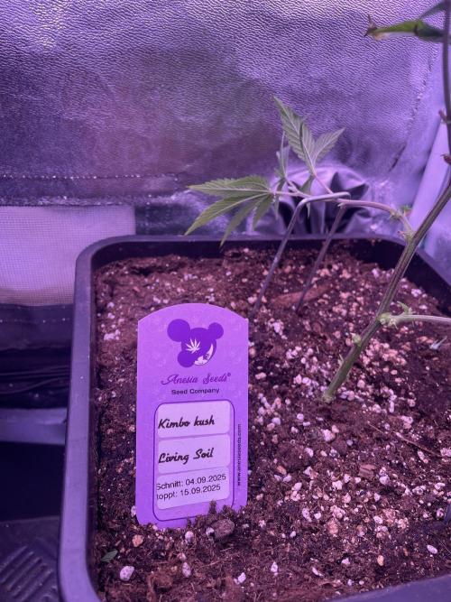 11:11, kimbo kush, 3chems, bubba kush. Week 4 - kimbo kush