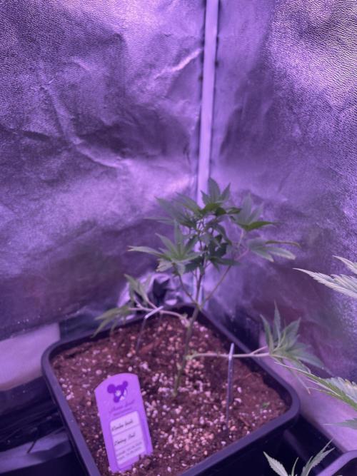 11:11, kimbo kush, 3chems, bubba kush. Week 4 - kimbo kush