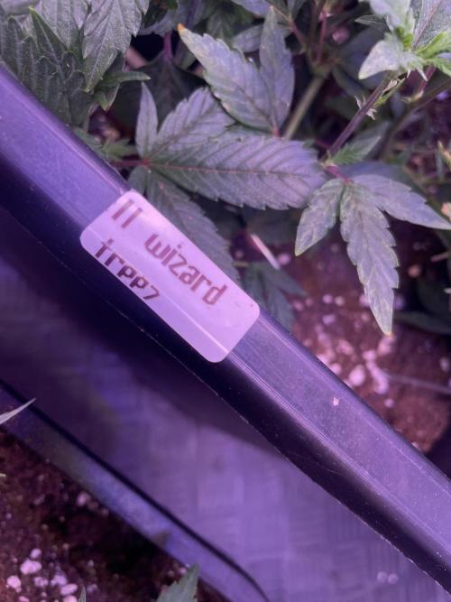 11:11, kimbo kush, 3chems, bubba kush. Week 4 - 11:11