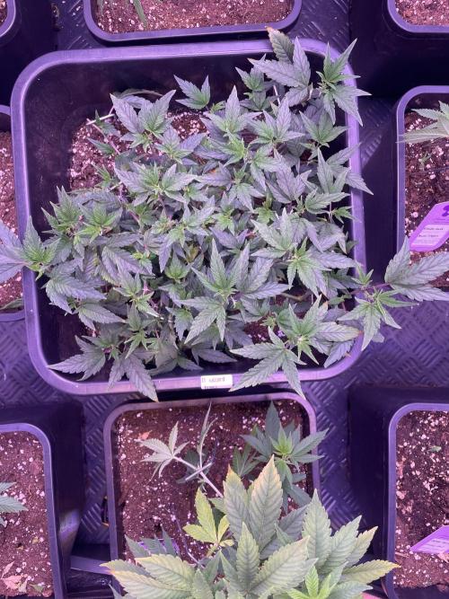 11:11, kimbo kush, 3chems, bubba kush. Week 4 - 11:11 week 7