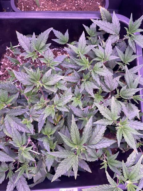 11:11, kimbo kush, 3chems, bubba kush. Week 4 - 11:11 week 7