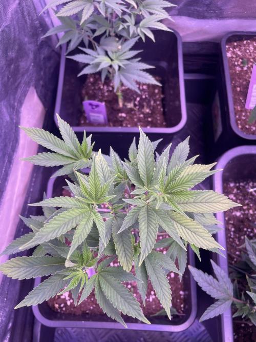 11:11, kimbo kush, 3chems, bubba kush. Week 4 - bubba kush top