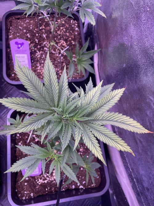 11:11, kimbo kush, 3chems, bubba kush. Week 4 - bibba kush top