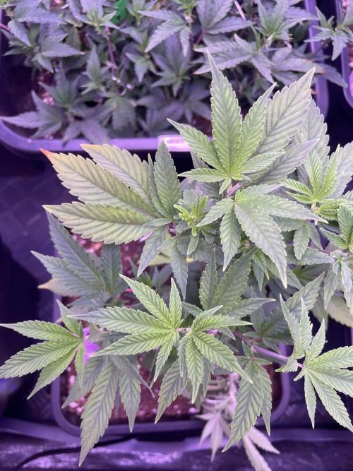 11:11, kimbo kush, 3chems, bubba kush. Week 4