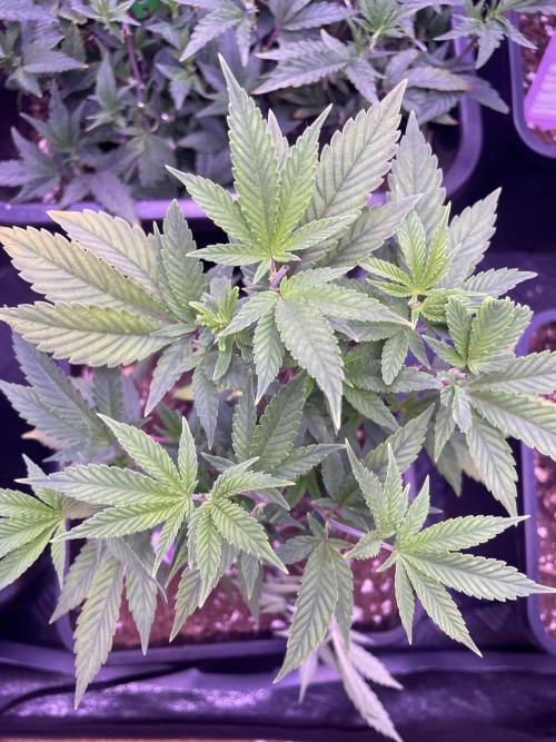 11:11, kimbo kush, 3chems, bubba kush. Week 4