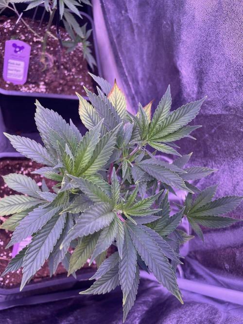 11:11, kimbo kush, 3chems, bubba kush. Week 4