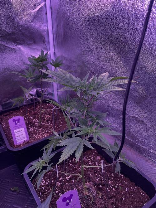 11:11, kimbo kush, 3chems, bubba kush. Week 4