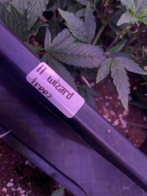 11:11, kimbo kush, 3chems, bubba kush. Week 4