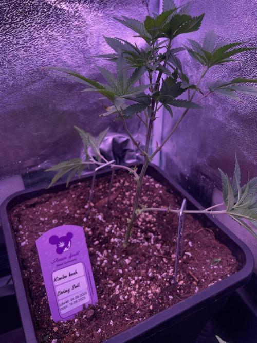 11:11, kimbo kush, 3chems, bubba kush. Week 4