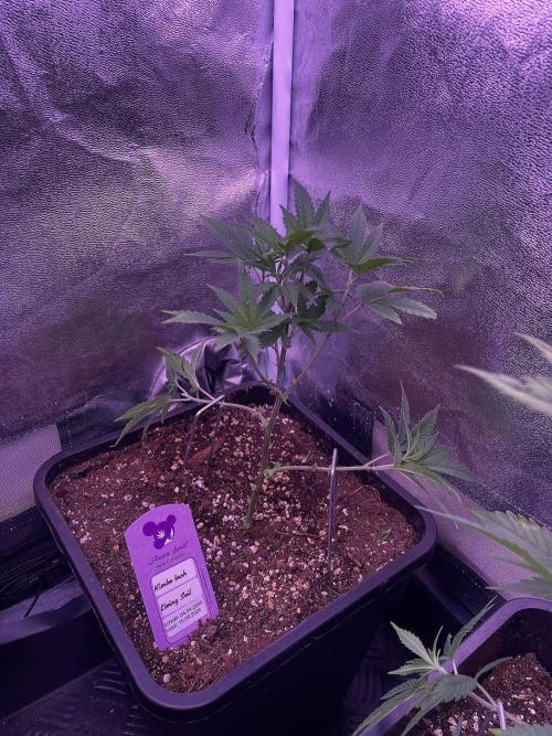 11:11, kimbo kush, 3chems, bubba kush. Week 4 - kimbo kush
