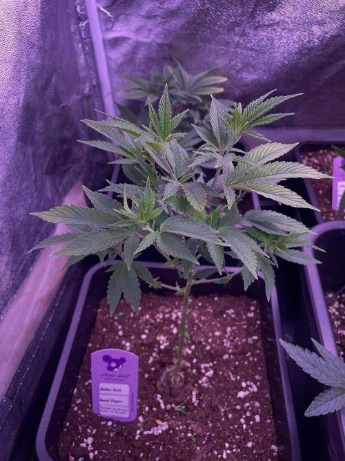 11:11, kimbo kush, 3chems, bubba kush. Week 4 - bubba kush