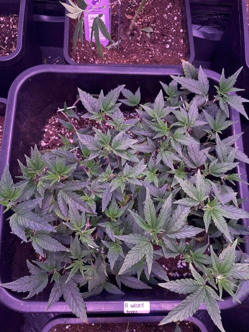 11:11, kimbo kush, 3chems, bubba kush. Week 4 - 11:11