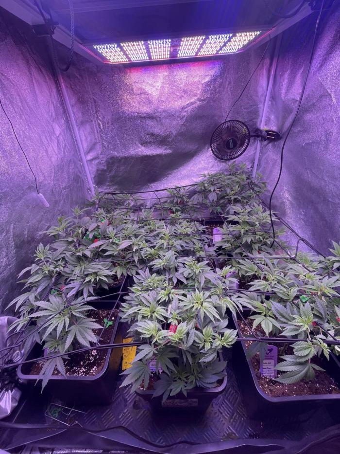 11:11, kimbo kush, 3chems, bubba kush. Week 6 - update woche 5