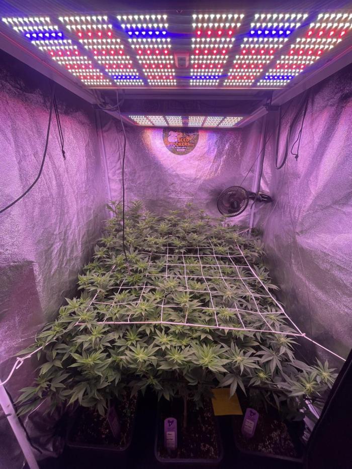 11:11, kimbo kush, 3chems, bubba kush. Week 7 - Umstellung auf blüte. warten auf den stretch