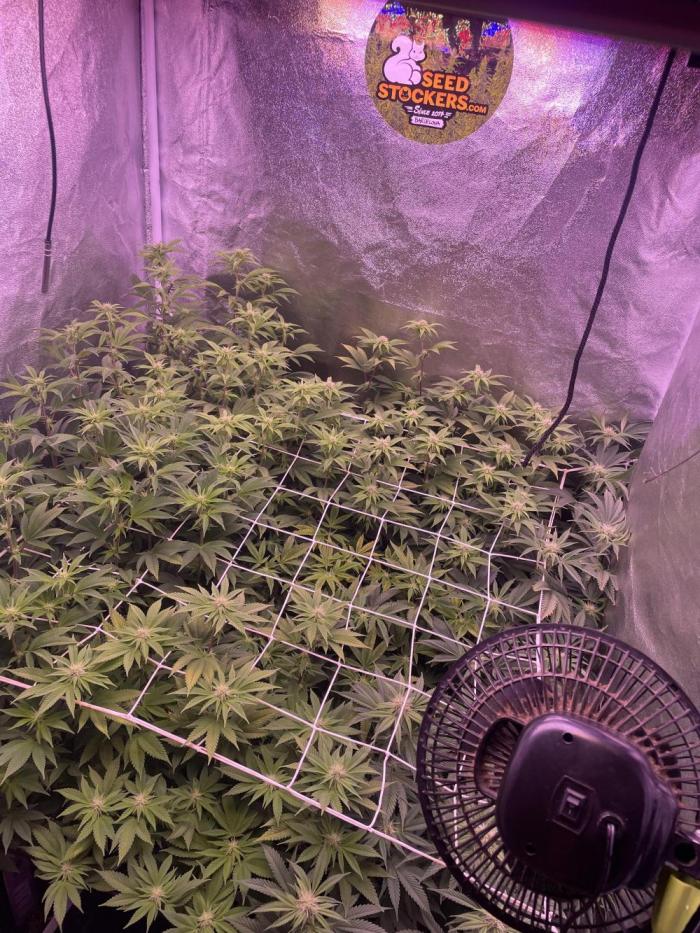 11:11, kimbo kush, 3chems, bubba kush. Week 9 - update anfang woche 3 tag 16