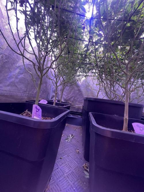 11:11, kimbo kush, 3chems, bubba kush. Week 10 - last defolation