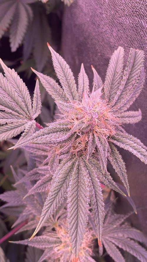 11:11, kimbo kush, 3chems, bubba kush. Week 10 - kimbo kush athena frost 🤤