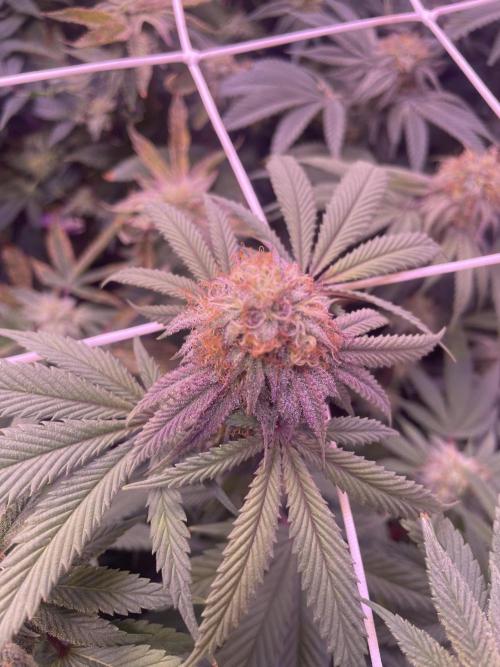 11:11, kimbo kush, 3chems, bubba kush. Week 11 - kimbo kush atami vgn + rokzbastic