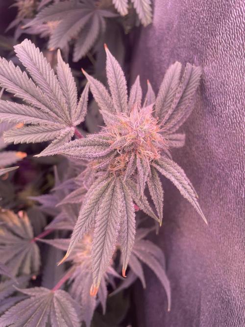 11:11, kimbo kush, 3chems, bubba kush. Week 11 - kimbo kush athena 