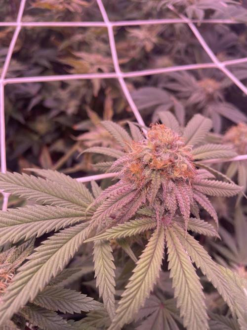 11:11, kimbo kush, 3chems, bubba kush. Week 11 - kimbo kush atami