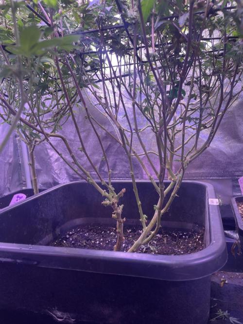 11:11, kimbo kush, 3chems, bubba kush. Week 11 - 11:11