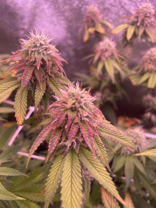 11:11, kimbo kush, 3chems, bubba kush. Week 11 - 3chems athena