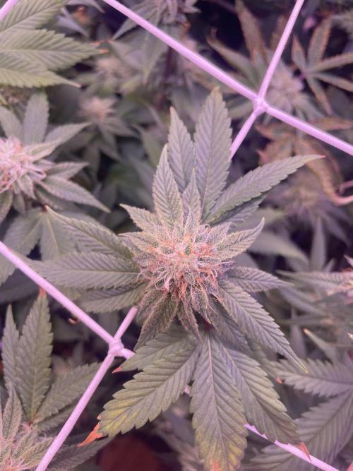 11:11, kimbo kush, 3chems, bubba kush. Week 11 - 3chems atami