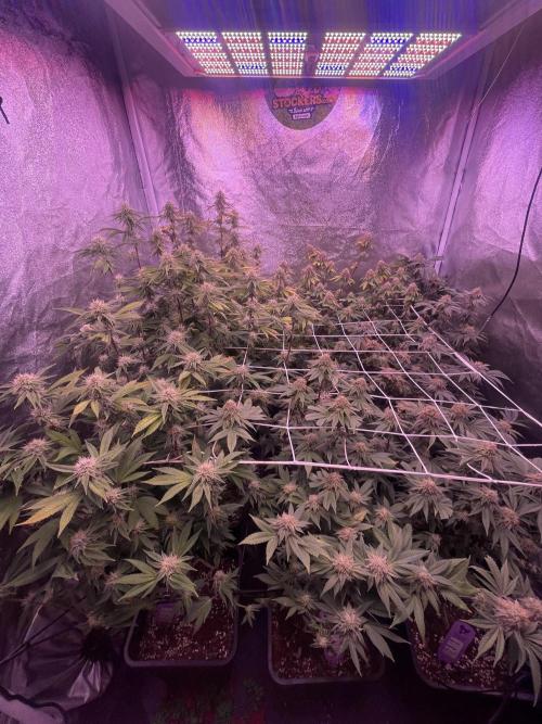 11:11, kimbo kush, 3chems, bubba kush. Week 12 - teampicture