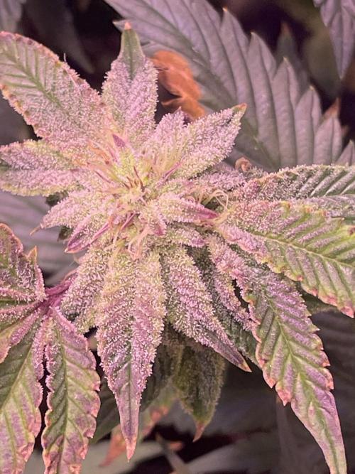 11:11, kimbo kush, 3chems, bubba kush. Week 12 - 11:11 had ph problems, bit its gettin better and better.