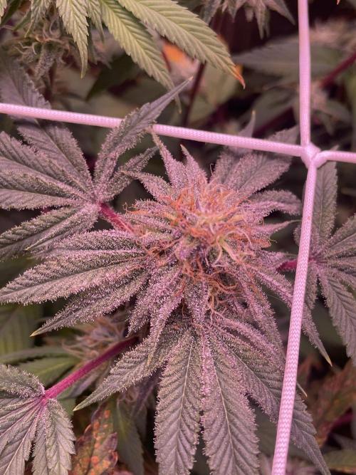 11:11, kimbo kush, 3chems, bubba kush. Week 12 - kimbo kish athena