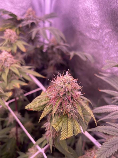 11:11, kimbo kush, 3chems, bubba kush. Week 12 - 3chems athena